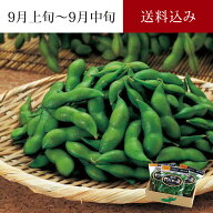 尾浦 だだちゃ豆 300g×3袋 9月上旬～9月中旬お届け ( 大ぶりで強い甘み 「なごり」の枝豆 おうら 晩生 …