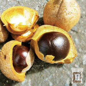 oĤ Ƃ 1 ( E߉ Ȗ ܂邢 ۖ Y Y Y R`Y ł̂ 100  GςɂI _炩ŐHׂ₷    ` 쉮 