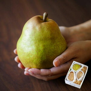 y䂳̒ʃEtX 7`8LE3`4 12{`{͂ ( R` cs t[c Y 쉮̃tX Ε ~Mtg m  蕨 )