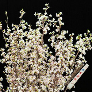 �[���� ���N�������͂����� 1�����{�`2����{���͂� ( �^�~�ɍ炭�� �������������� �R�` ���Y ���� �t�����[ ������ ���� ������Â����~�J�^���O�f�� )