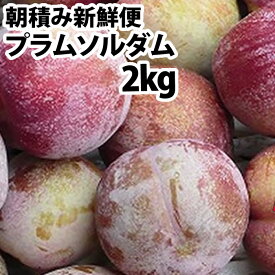 楽天市場 ソルダム プラム フルーツ 果物 食品の通販