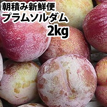 楽天市場 送料無料 プラム すもも 大石早生 陽光たっぷり約５ｋｇ入り 朝積み新鮮便 高知県産 発送期間６月中旬頃 随時発送いたします 沖縄県と北海道と離島は鮮度と運賃の関係上発送できません 産直龍馬くん