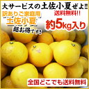 小夏！【送料無料】ご家庭用♪高知産：土佐小夏：約5kg♪ 日向夏・ニューサマーオレンジ！沖縄県と離島は配送不可！北海道へお届けの商品は1個あたり380円の送料が... ランキングお取り寄せ