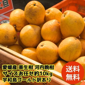 【送料無料】愛媛産 美生柑 河内晩柑 サイズお任せ約10kg 宇和島ゴールド訳ありご家庭用 沖縄県と離島は配送不可北海道へお届けの商品は1個あたり500円の送料が加算されます。訳あり　産直龍馬くん　