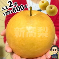 新高梨 高知県産 お得な大玉2玉入り 送料無料　約1.6kg ご家庭用のなし ナシ家庭用でも品質の高いものに…