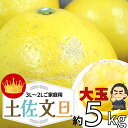 【100円クーポン有】土佐文旦 大玉5kgサイズ★3L～2Lサイズ約5kg文旦！【送料無料】 高知産 土佐文旦の訳ありご家庭用…