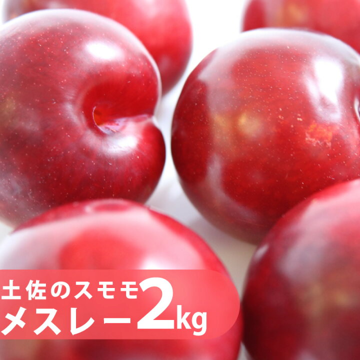 楽天市場 送料無料 プラム すもも メスレー 約２kg入り朝積み新鮮便 発送期間６月中旬 発送予定 クール冷蔵便にて発送 高知県産 沖縄 北海道 離島は鮮度と運賃の為発送不可です すもも プラム酒 スモモ 産直龍馬くん