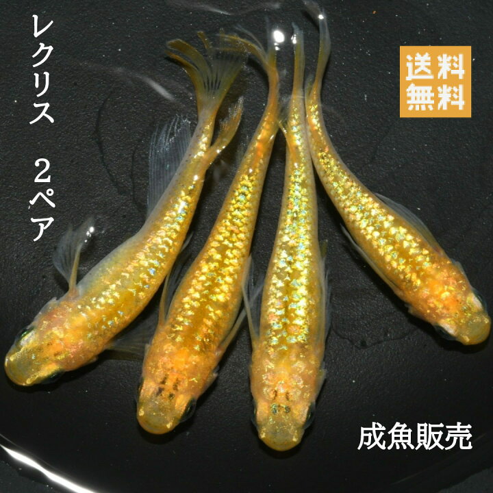 楽天市場】送料無料 若魚販売 レクリスめだか6匹 3ペア 黄金ラメ系統 