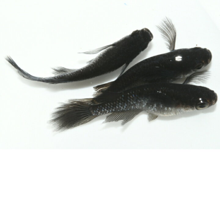 楽天市場】2025年秋産 送料無料 成魚販売 ブラックダイヤ松井ヒレ長 