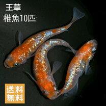 楽天市場】メダカ 王華の通販