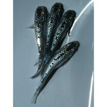 楽天市場】ブラックダイヤ メダカ（種（観賞魚）メダカ）の通販