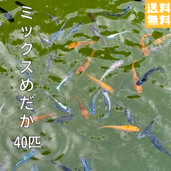 楽天市場】2025年若魚 送料無料 ミックスめだか販売 ミックスめだか 40 