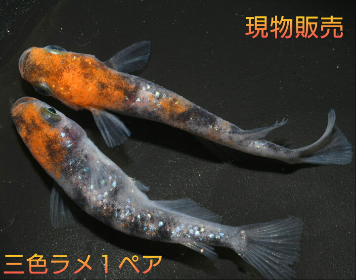 楽天市場】現物販売 送料無料 楽天P5倍 若魚販売 坂出系三色ラメ幹之1 