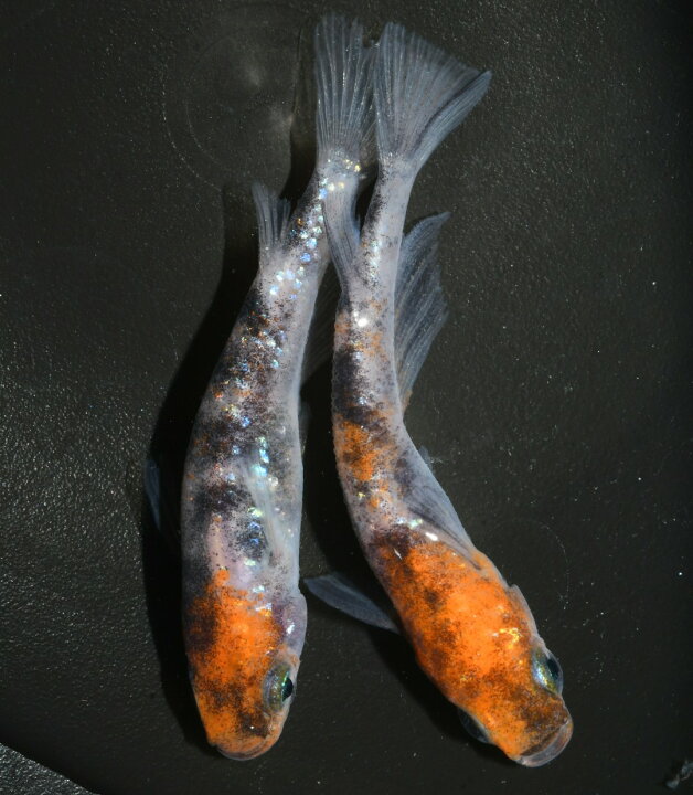 楽天市場】現物販売 送料無料 楽天P5倍 若魚販売 坂出系三色ラメ幹之1 