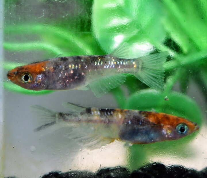楽天市場】現物販売 送料無料 楽天P5倍 若魚販売 坂出系三色ラメ幹之1 