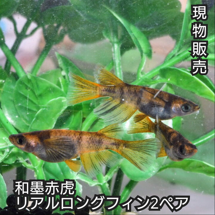 楽天市場】P5倍 現物販売 和墨赤虎リアルロングフィンめだか 2ペア 