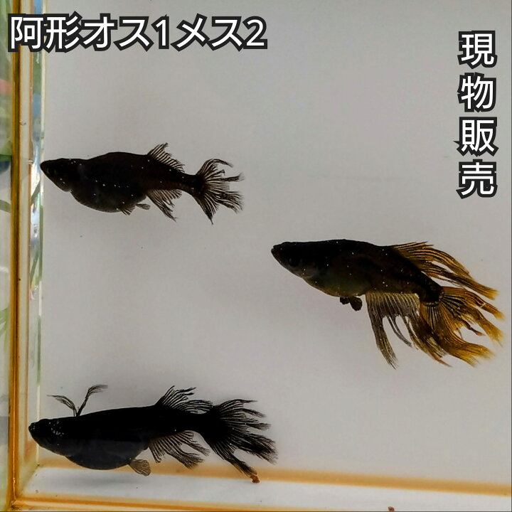 楽天市場】楽天P5倍 現物販売 送料無料 成魚販売 阿形めだか オス1 