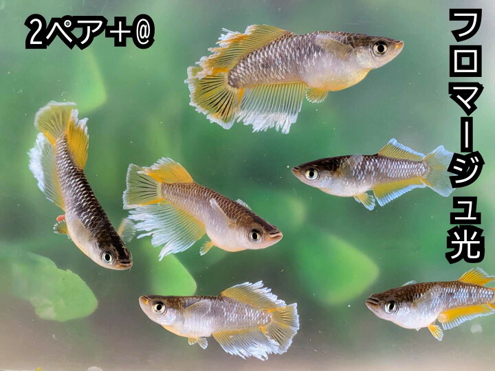 楽天市場】P5倍 送料無料 若魚販売 フロマージュ光めだか 2ペア サイズ 