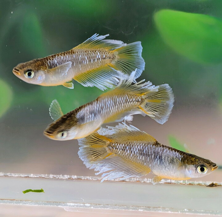 楽天市場】P5倍 送料無料 若魚販売 フロマージュ光めだか 2ペア サイズ 