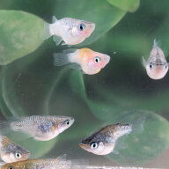 送料無料 稚魚〜若魚サイズ 夜桜ダルマめだか 10匹+α サイズSサイズ 送料無料 メダカ 観賞魚 ビオトープ…