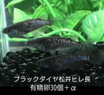 楽天市場】ブラックダイヤ ヒレ長の通販