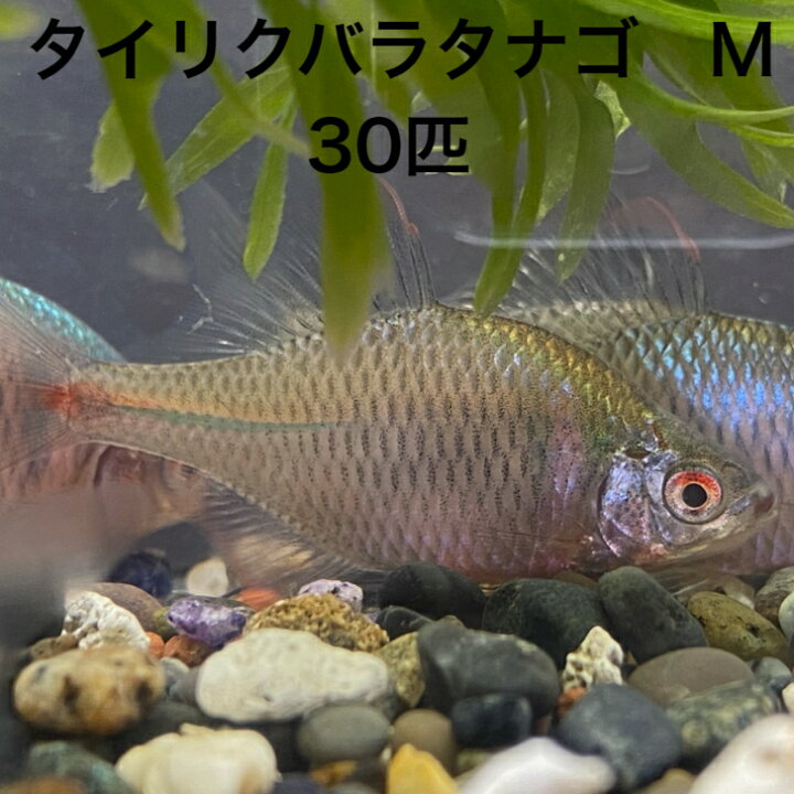 楽天市場】タイリクバラタナゴ Mサイズ 3センチ 30匹 淡水魚 タナゴ 