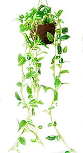 Kugusa tFCNO[ ݂艺 lH ϗtA Ǌ| ݂邵 nMO  CeAO[ 70cm (gfBXJeBAA) 1