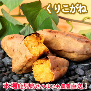 ܂@肱5kg@Rt@[