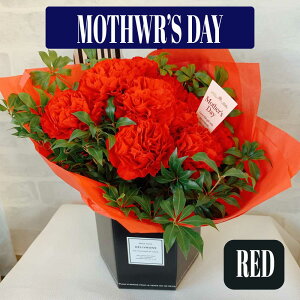 yN[|Iz hV̓ J[l[V  ԑ v[g 1125 v[g ԕr炸̂ȉԑ Mtg  AW  ԃsN Iׂy 킢_ qbg