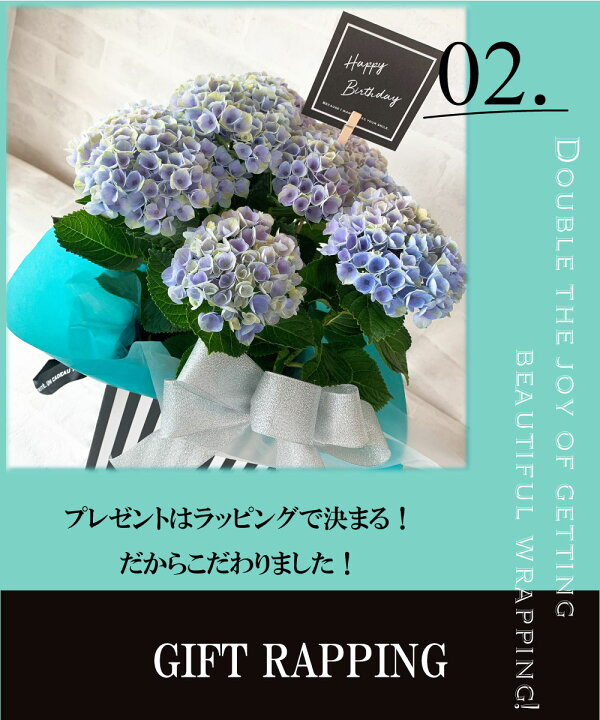楽天市場 クーポン 栄養剤付 New 再入荷 あじさい 鉢植え アジサイ 紫陽花 父の日 花 プレゼント ギフトおすすめ 鉢物 結婚式 喜ばれる 笑顔 青 ブルー ピンク 誕生日 お祝い 仲良し マジカルレボリューション 送料無料 即日発送 お父さん お母さん 大人気