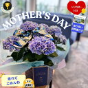 【☆即日発送×クーポン☆】紫陽花 母の日 おくれてごめんね 誕生日 花 あじさい 父の日 MOTHERS DAY 誕生日 花 2026 プレゼント 御祝 花 ギフト お父さん お母さん おすすめ 鉢物 ブルー ピンク オシャレ 人気 おしゃれ 栄養剤付き 送料無料