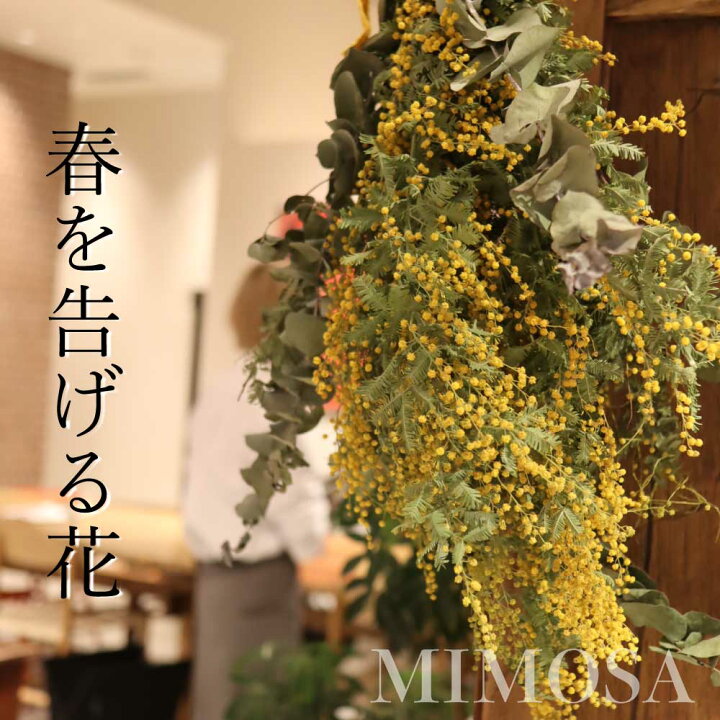 楽天市場】【☆優良ショップ御礼クーポンクーポン☆】 スワッグ ミモザ  