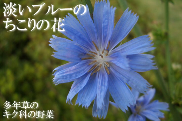 楽天市場 チコリ の 花 の 種 送料無料 メール便 でお届け 1袋 仏名 アンディーブ の種 岐阜 中津川 ちこり村