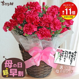 【高評価★4.80】 母の日ギフト カーネーション 5号鉢 送料無料 / 母の日ギフト プレゼント 5号 花 鉢植え 生花 鉢花 花鉢 Mother's Day お母さん 母 義母 早割 おしゃれ かわいい 豪華 ますだ農園 ちこり村 【5/3迄 キャンセル変更可】