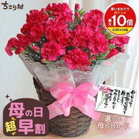 【高評価★4.80】 母の日ギフト カーネーション 5号鉢 送料無料 / 母の日ギフト プレゼント 5号 花 鉢植え 生花 鉢花 花鉢 Mother's Day お母さん 母 義母 早割 おしゃれ かわいい 豪華 ますだ農園 ちこり村 【5/3迄 キャンセル変更可】