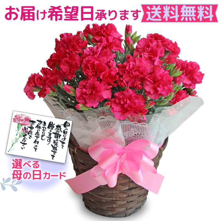 楽天市場 母の日ギフト カーネーション 5号 メッセージカード 付 日付指定可 送料無料 母の日 ギフト プレゼント ５号鉢 花 鉢植え 鉢花 花鉢 Mother S Day お母さん 母 義母 岐阜 中津川 ちこり村