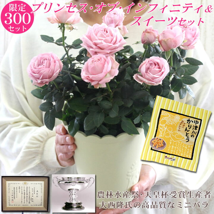 楽天市場 母の日ギフト 早割 ミニバラ プリンセス オブ インフィニティ 5号鉢 スイーツセット 送料無料 バラ 薔薇 ピンク 鉢植え 母の日 プレゼント ギフト 花 鉢花 Mother S Day インフィニティローズ ミニ薔薇 カーネーション以外 岐阜 中津川 ちこり村
