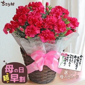【高評価★4.80】 母の日ギフト カーネーション 5号鉢 送料無料 / 母の日ギフト プレゼント 5号 花 鉢植え 生花 鉢花 花鉢 Mother's Day お母さん 母 義母 早割 おしゃれ かわいい 豪華 ますだ農園 ちこり村 【5/3迄 キャンセル変更可】
