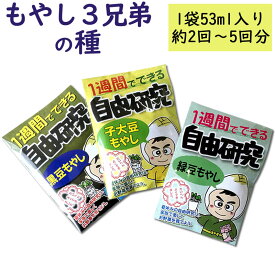 もやし3兄弟を種から育てよう！ 送料無料 緑豆 子大豆 黒豆 もやし / 自由研究 夏休み まだ間に合う 短期間 男の子 女の子 小学生 中学生 キット もやしの日 土に植えた SH mbf sprout GN /