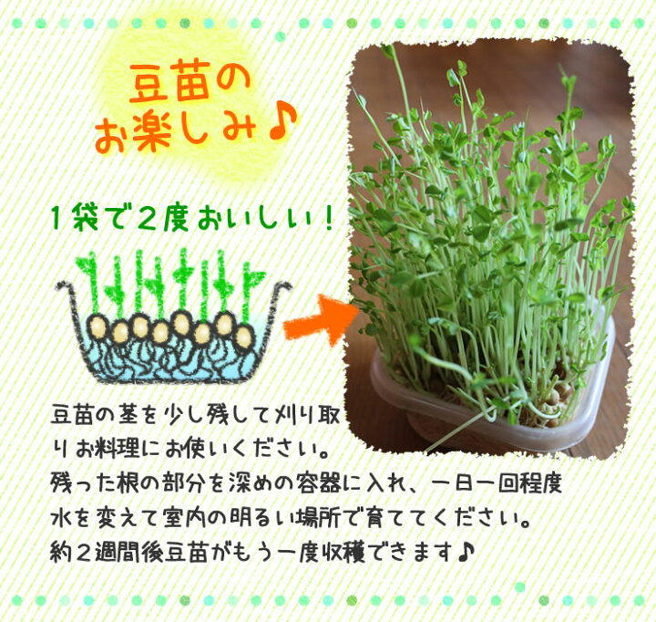 楽天市場 豆苗 8パック入 とうみょう えんどう豆の新芽 スプラウト 骨の栄養 ビタミンk 岐阜 中津川 ちこり村