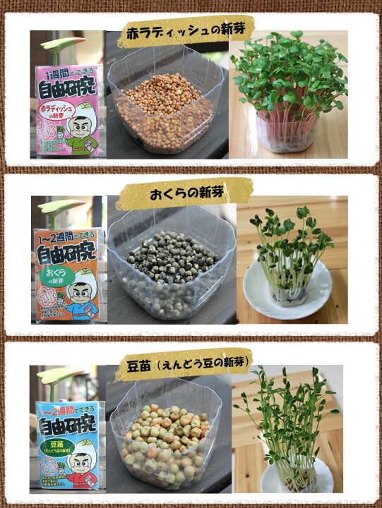 楽天市場】スプラウト 生産者の安全・安心な種！ 豆苗 とうみょう 