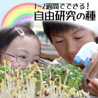 スプラウト 生産者の安全・安心な種！ 豆苗 とうみょう ブロッコリーの新芽 ブロッコリースプラウト かい…