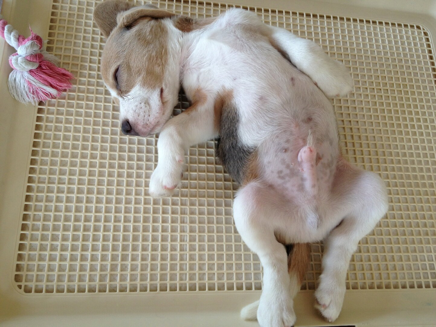 犬 トイレ の 上 で 寝る