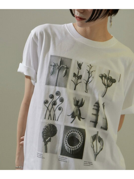 楽天市場】【WEB限定】【KARL BLOSSFELDT(カールブロスフェルト 