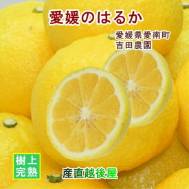 愛媛県 愛南町 みかん果樹園 吉田農園 樹上完熟栽培 吉田のはるか 5kg通常品 採りたてを農園から産地直送 送料無料【ミカン 果実 ギフト グルメ】