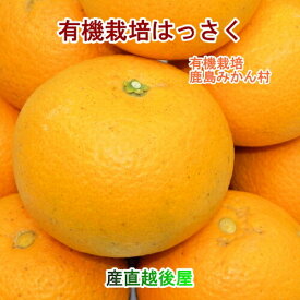 【フルーツ みかん 有機栽培 はっさく】佐賀県 鹿島市 有機みかん佐藤農場有機転換栽培 はっさく 大玉 2.5kg採りたてを農園から産地直送送料無料【ミカン 果実 ギフト 無農薬栽培】