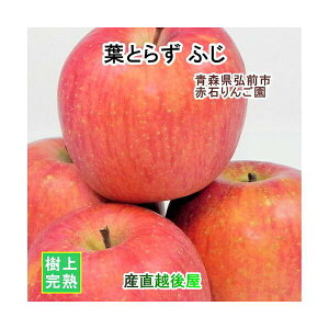 XOOs Ԑ΂񂲉 X tƂ炸ӂ 5kgi12ʁ`20ʁjʏi Ԍ ㊮n yS ʕ i Mtg Oz yΕz