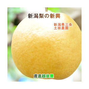 新潟県 梨栽培果樹園 土田農園 有機肥料栽培 新興梨 家庭用 3kg(4個〜6個)樹上完熟梨 送料無料【なし 和梨 ギフト 贈答品 プレゼント】