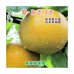 V ͔|_ aʎL@엿͔| Â 3kg(5`7jƒp yȂ i v[gz