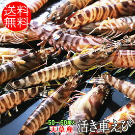 熊本県 天草産 1キロ 中サイズ 約50〜60尾入り 活き 車えび